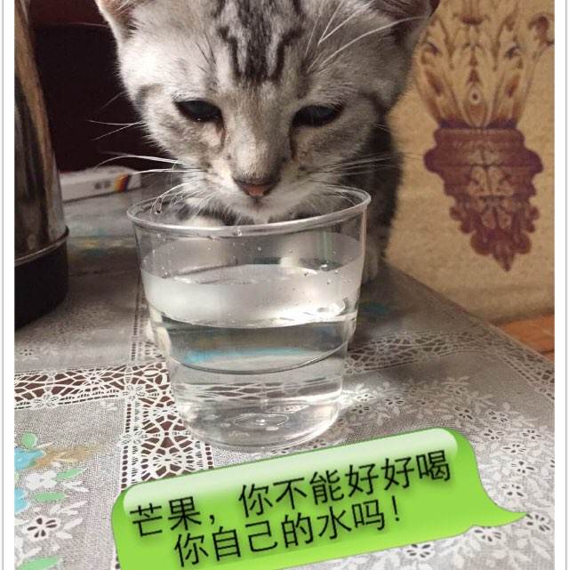 四六级成绩单作假